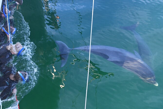 Wild Dolphin Watch Cruise - Reviews and Visitor Experiences