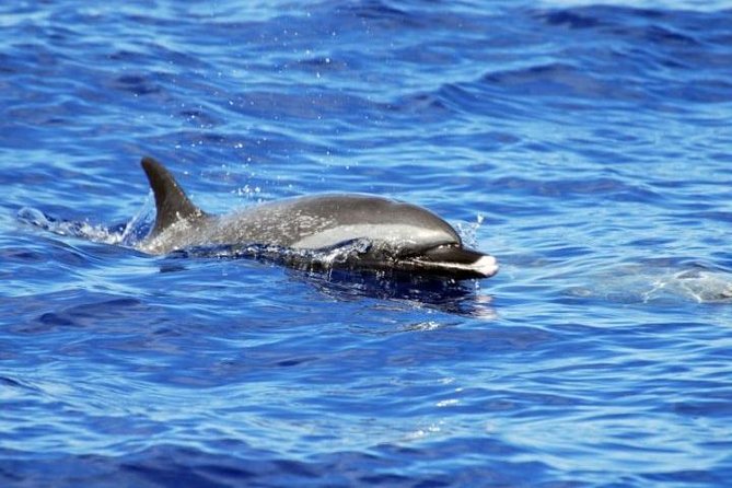 Wild Dolphin Watching and Snorkel Safari off West Coast of Oahu - Customer Reviews and Recommendations