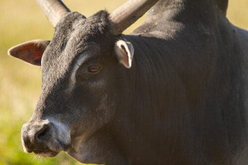 Wild Florida Drive-Thru Safari and Gator Park Admission - Common questions