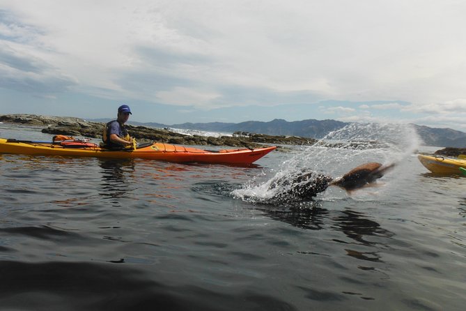 Wildlife Sea Kayaking Tour - Kaikoura - Common questions