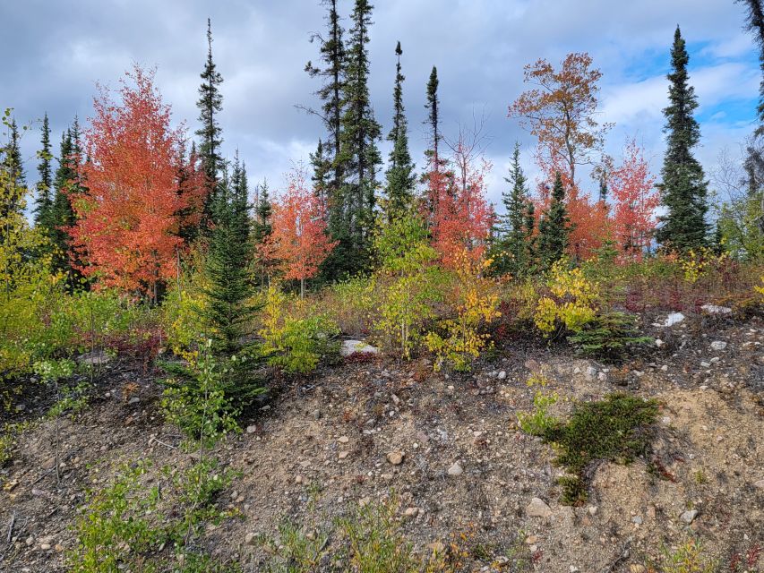 Yellowknife: Bison Highway Road Tour - Common questions