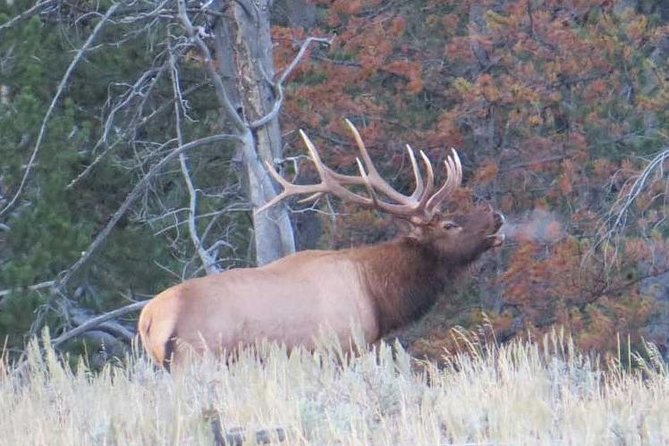 Yellowstone National Park - Full-Day Lower Loop Tour From Jackson - Sum Up