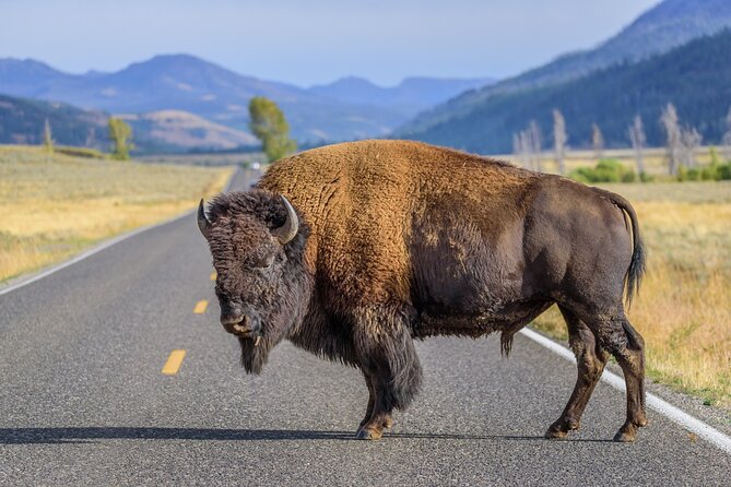 Yellowstone National Park Tour From Jackson Hole - Common questions