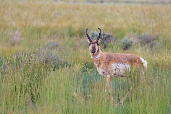 Yellowstone Wildlife Safari From Bozeman - Private Tour - Common questions