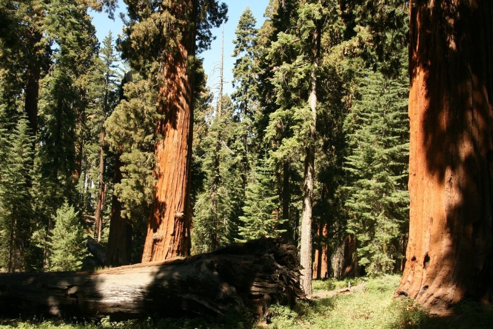 Yosemite'S Natural Wonders: Private Day Tour From San Jose - Reservation Options