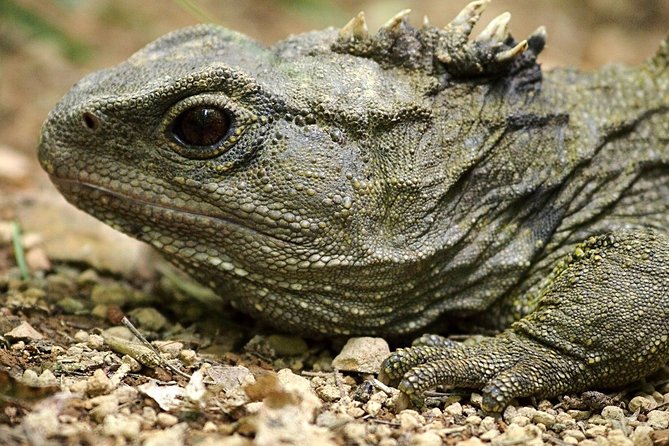 Zealandia - Twilight Guided Eco Wildlife Tour - Common questions