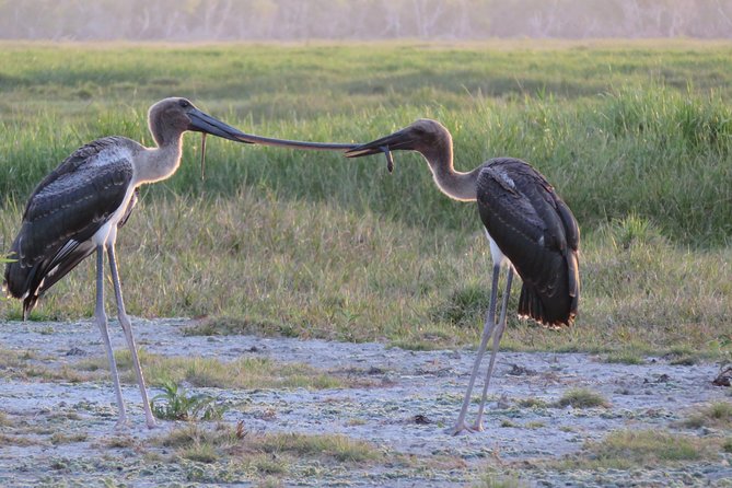 1 Day Corroboree Billabong Wetland Experience Including 2.5 Hour Cruise Lunch - Sum Up