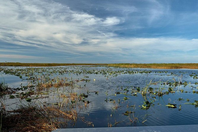 1-Hour Air Boat Ride and Nature Walk With Naturalist in Everglades National Park - Wildlife Encounter
