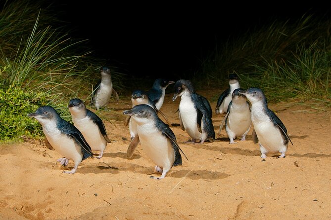 2 Day Exclusively Private Tour Of Phillip Island & The Great Ocean Road - Important Reminders