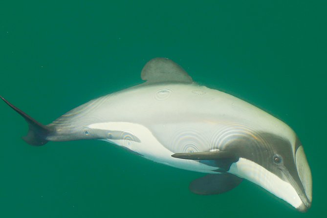 2 Hour Dolphin Viewing Eco-Tour From Picton - Sum Up