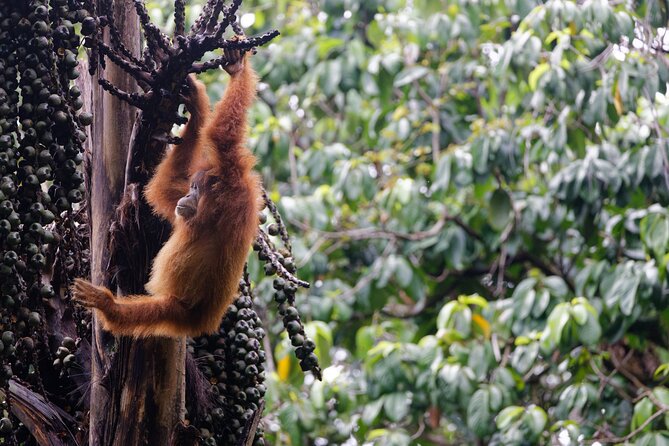 3-Day Indonesia Tour: Bukit Lawang, Gunung Leuser Park  - Medan - Sum Up