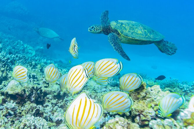 4-Hour Molokini Crater Plus Turtle Town Snorkeling Experience - Common questions