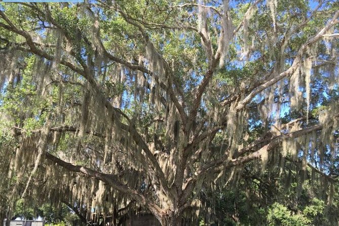 4-Hour Swamp Buggy Adventure Tour in Florida - Tour Guide and Commentary