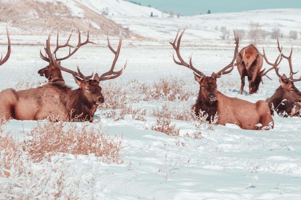 5-Day Winter Yellowstone Wildlife Tour - Important Reminders