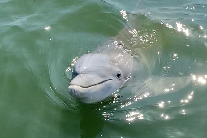 90-Minute Private Dolphin Tour in Hilton Head Island - Inclusions