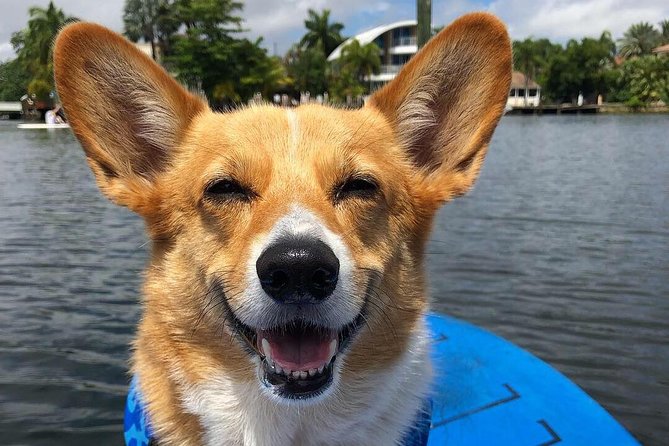 90-Minute SUP Tour of Las Olas Canals With a Doggy Guide  - Fort Lauderdale - Sum Up