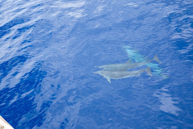 Afternoon "Honu" Hawaiian Green Sea and Dolphin Snorkel and Sail - Cancellation Policy