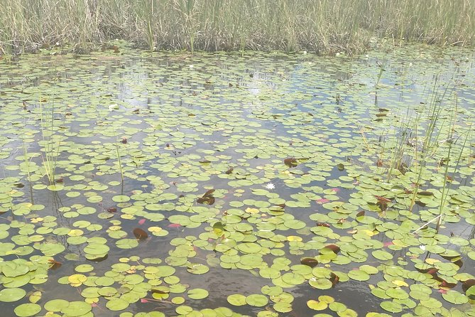 Air Boat Tour of Palm Beach in The Swamp Monster - Pricing and Discounts