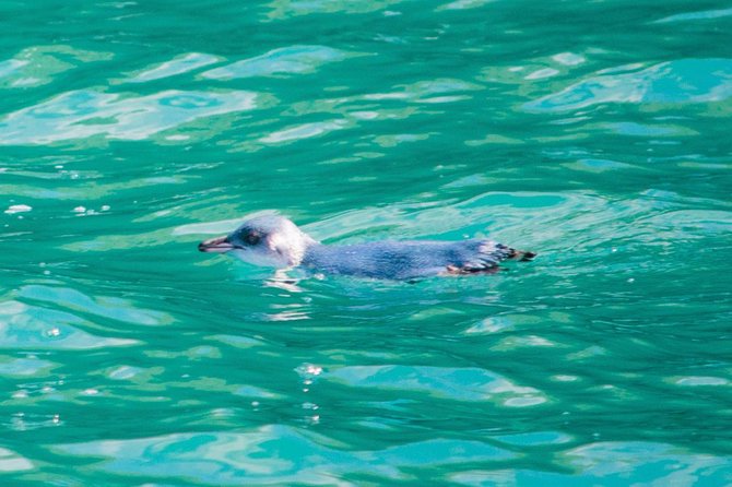Akaroa Dolphins 〜 Harbour Nature Cruise - Common questions