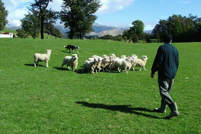 Akaroa Shore Excursion: Banks Peninsula, Christchurch City Tour and Sheep Farm Tour - Common questions