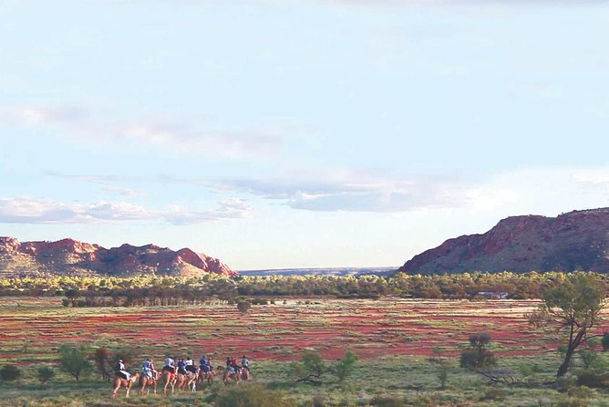 Alice Springs Camel Tour - Sum Up