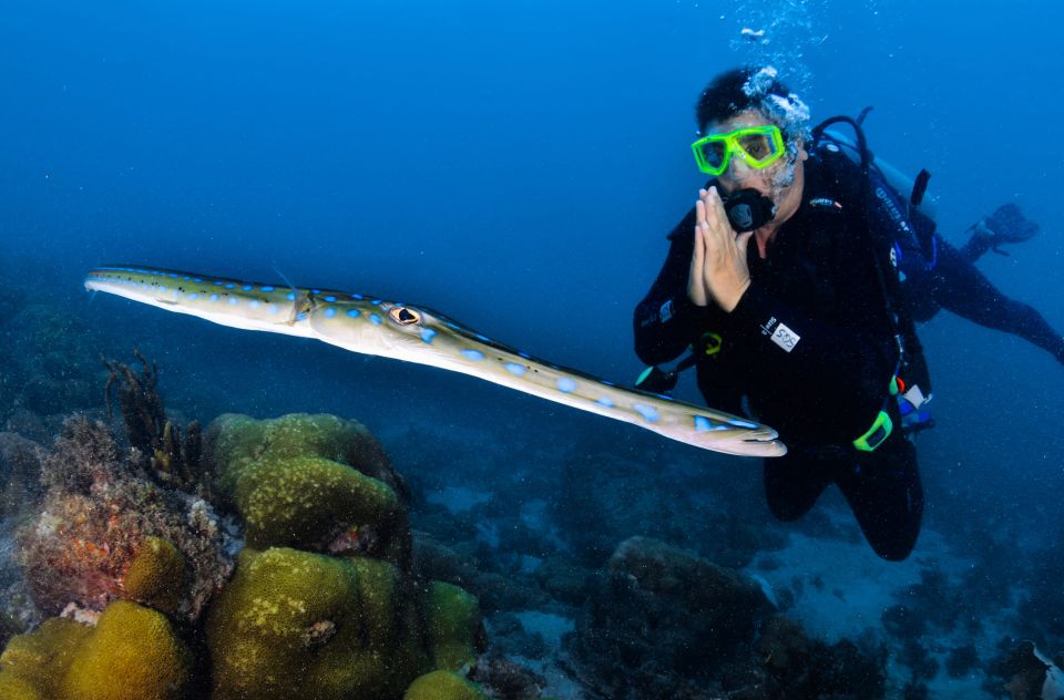 Arraial Do Cabo: Scuba Diving Experience - Tips for a Memorable Dive