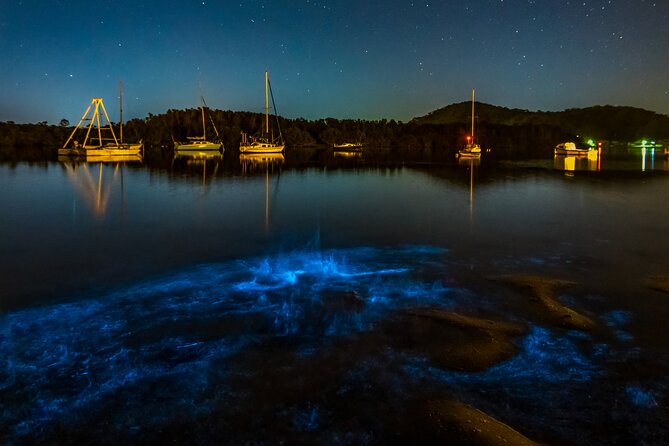 Auckland Bioluminescence Kayak Tour - Pricing Information