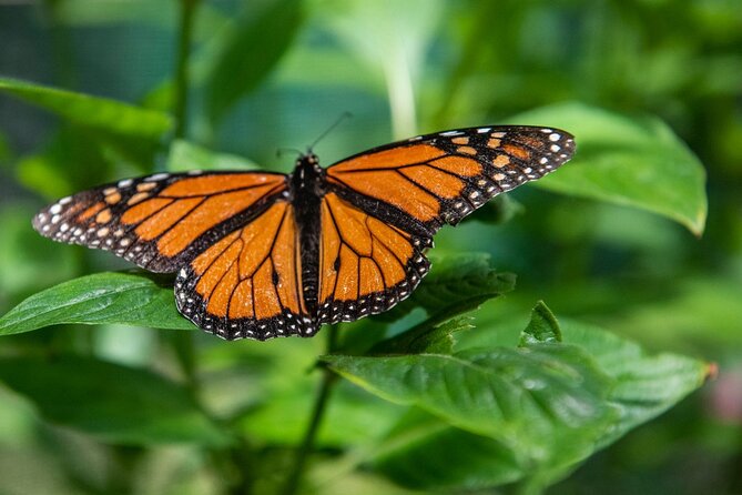 Australian Butterfly Sanctuary - Accessibility and Operating Details