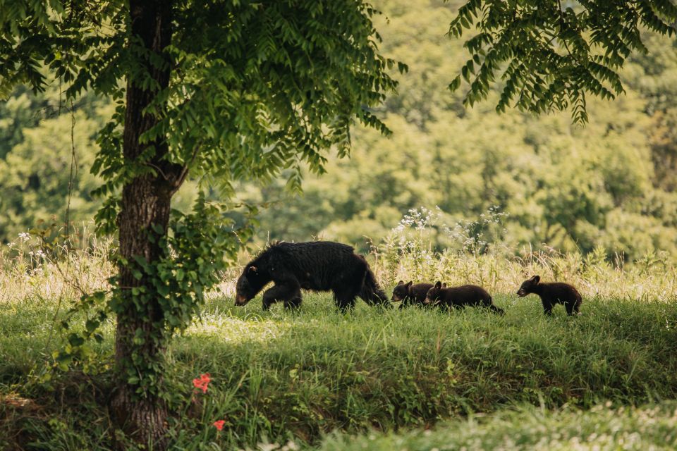 Banff: Highlights and Wildlife Group Tour - Sum Up