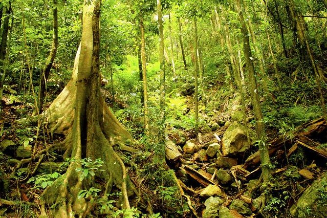 Barron Gorge and Kuranda National Park Half Day Rainforest and Waterfall 4WD Tour From Cairns - Common questions