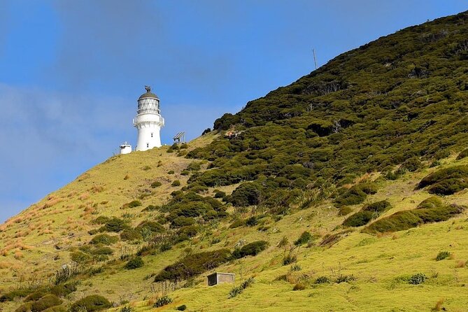 Bay of Islands Cruise & Island Tour - Snorkel, Hike,Swim,Wildlife - Common questions