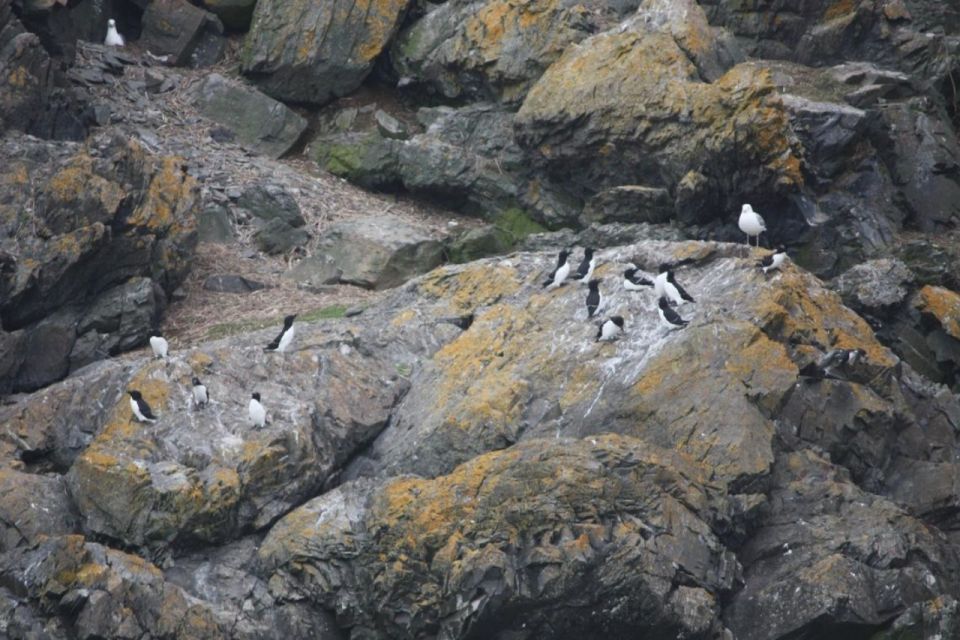 Berthier-sur-Mer: Razorbill Penguin Observation Cruise - Additional Information