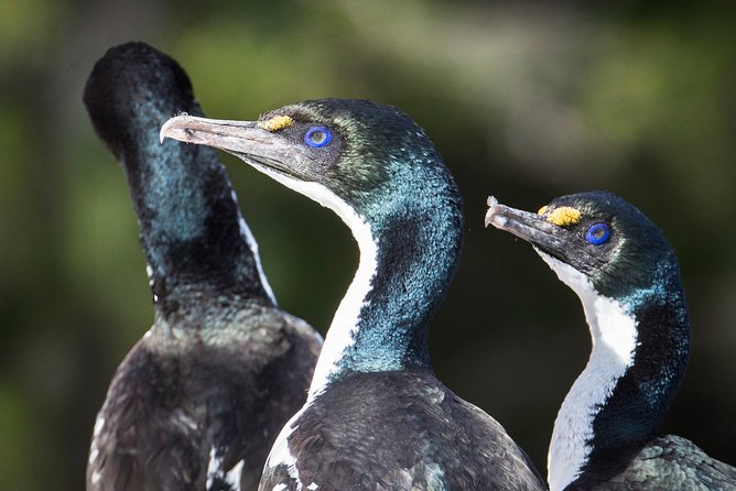 Bird Watching and Dolphin Eco-Tour From Picton - Traveler Reviews