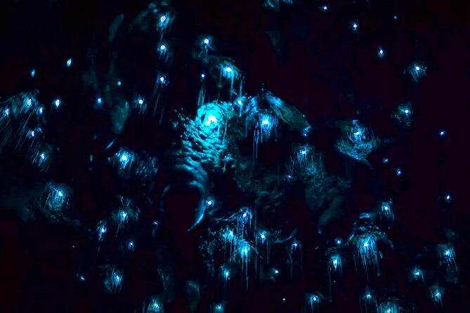 Blue Mountains Hiking Glow Worms Cave Wildlife Spotlighting Night Adventure - Sum Up