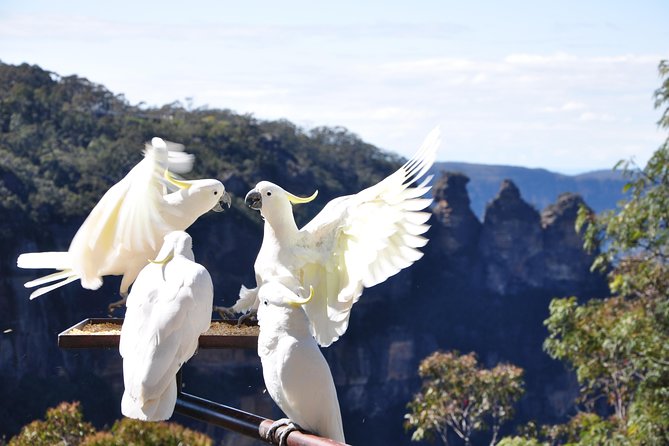 Blue Mountains Small-Group Tour From Sydney With Scenic World,Sydney Zoo & Ferry - Directions