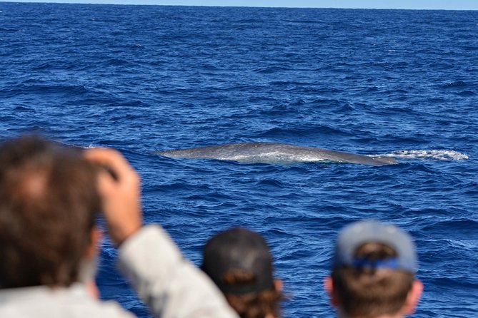 Blue Whale Perth Canyon Expedition - Booking Details