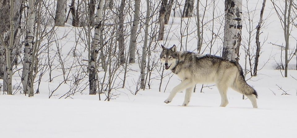 Bozeman: Yellowstone Wolves and Winter 4Day/3Night Adventure - Sum Up