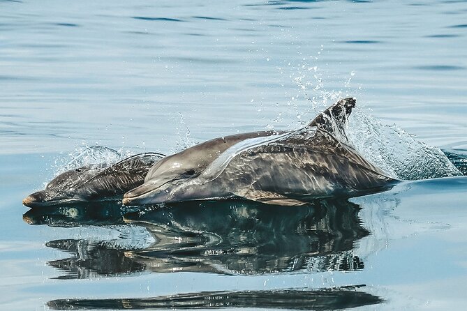 Byron Bay Dolphin Tour - Ocean Safari - Reviews and Ratings