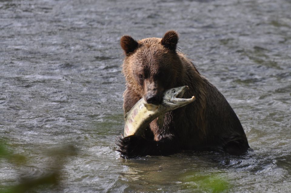 Campbell River: Bute Inlet Grizzly-Watching Tour & Boat Ride - Experience Inclusions