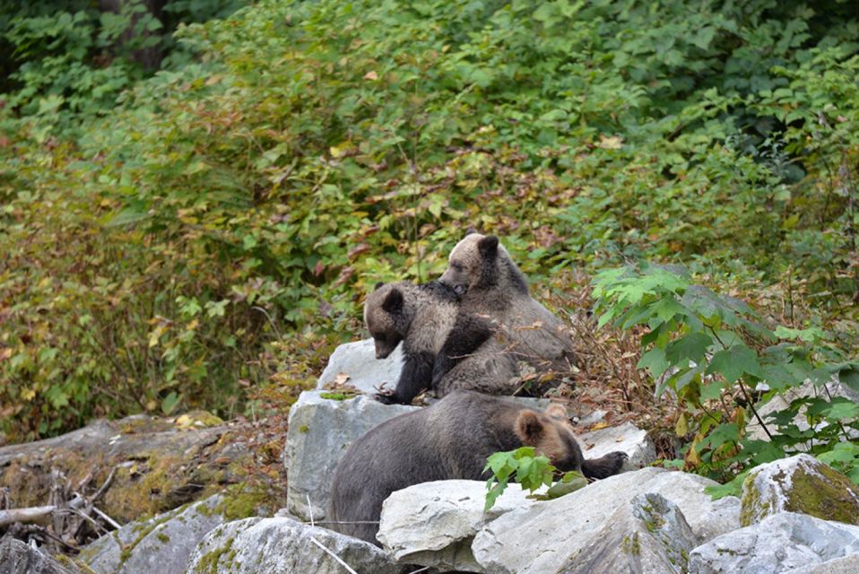 Campbell River: Grizzly Bear-Watching Tour With Lunch - Sum Up