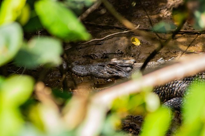 Cape Tribulation Day Tour - Common questions