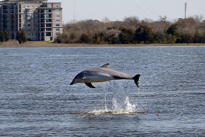 Charleston Private Sailboat Charter With Dolphin Watching - Sum Up
