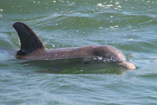 Clearwater Encounters With Dolphins Tour - Recommendations