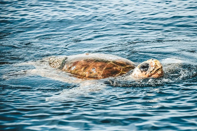 Cruise With Dolphins in Byron Bay - Sum Up