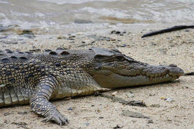 Daintree Rainforest, Cape Tribulation and Bloomfield Track Tour - Tips for a Memorable Experience