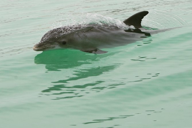 Destin Dolphin Watching Cruise in the Gulf of Mexico - Common questions