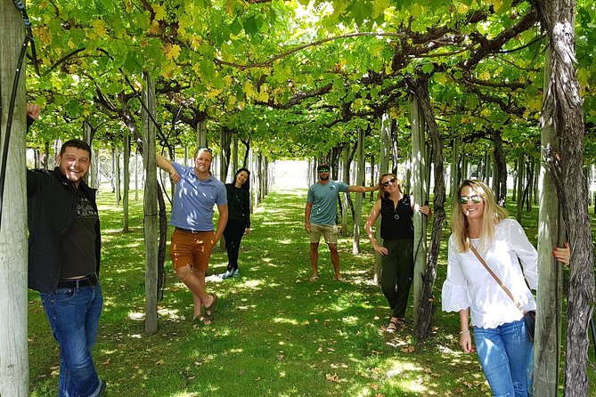 Discover Marlborough Wine - Afternoon Marlborough Wine Tour - Sum Up