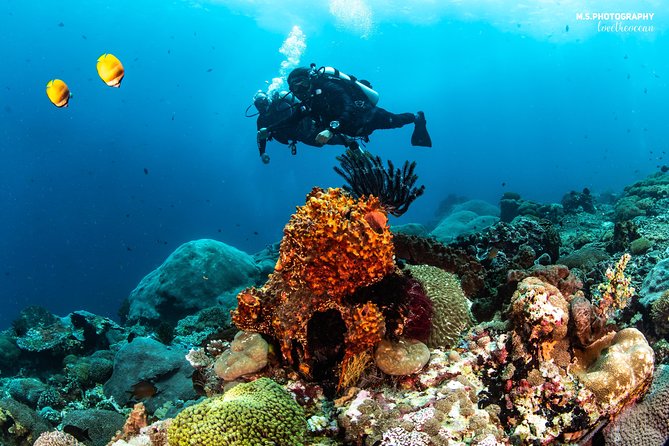Discover Scuba Diving in Pemuteran - Diving Initiation in Bali (Menjangan Park) - Dive Center Amenities and Services