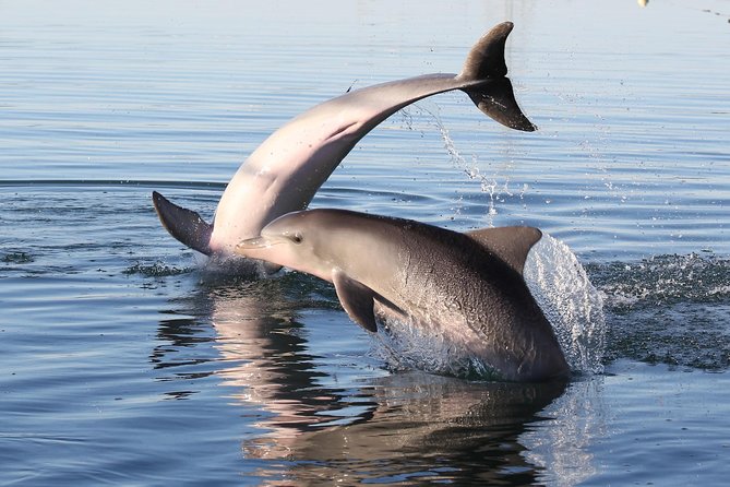 Dolphin Sanctuary Kayak Tour Adelaide - Directions and Location