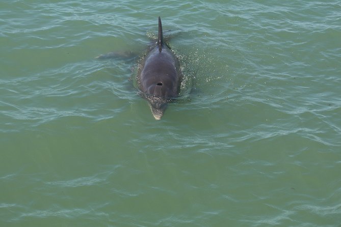 Dolphin Tour on a Private Boat - Common questions